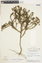 Psyllocarpus phyllocephalus image