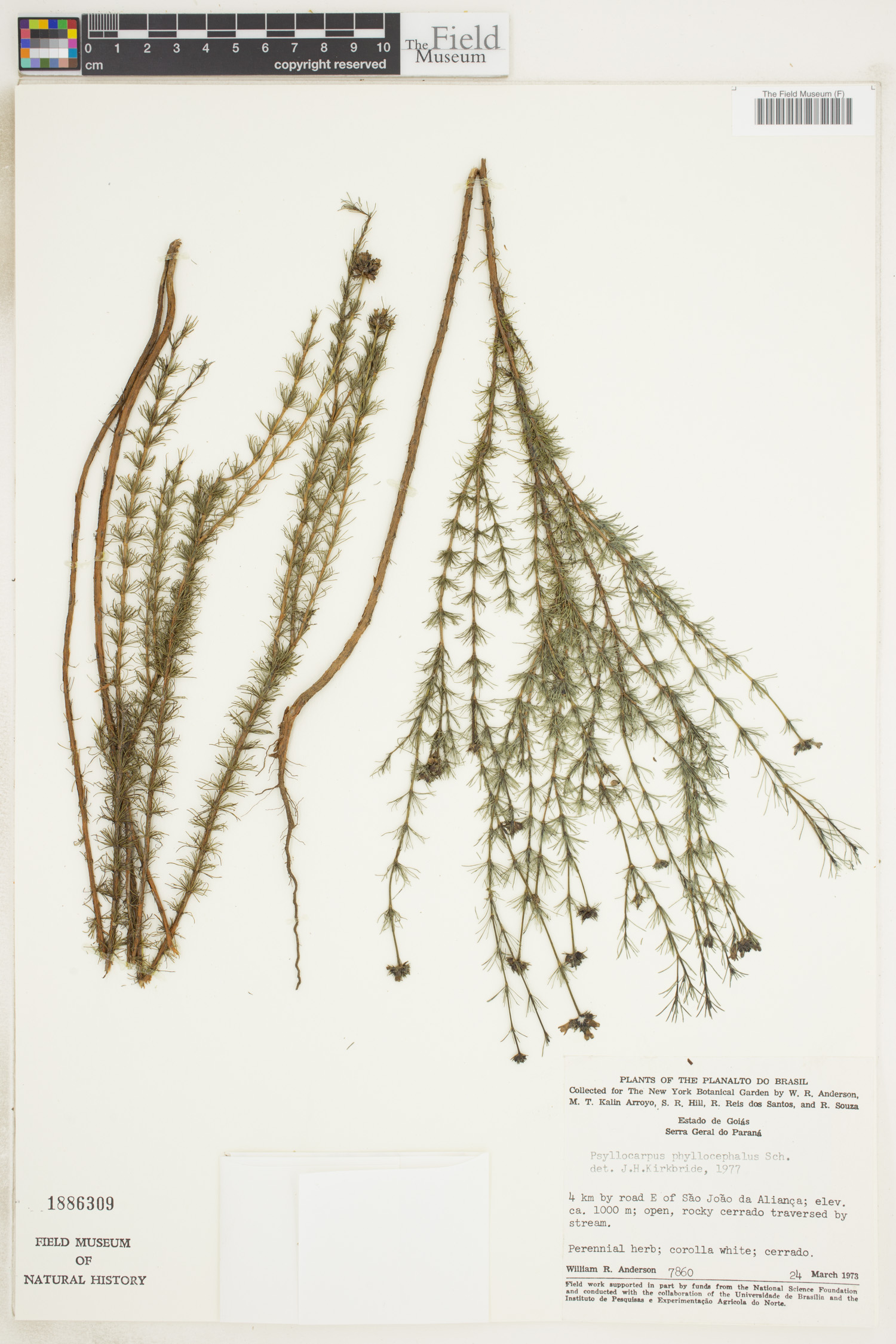 Psyllocarpus phyllocephalus