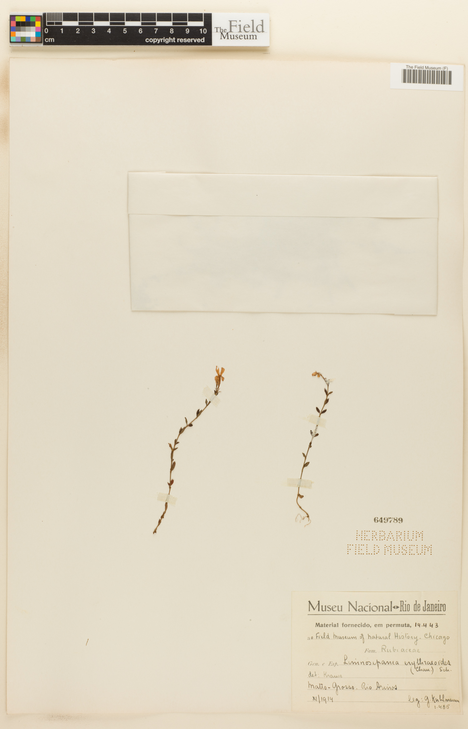 Limnosipanea erythraeoides image