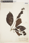 Macrocnemum roseum image