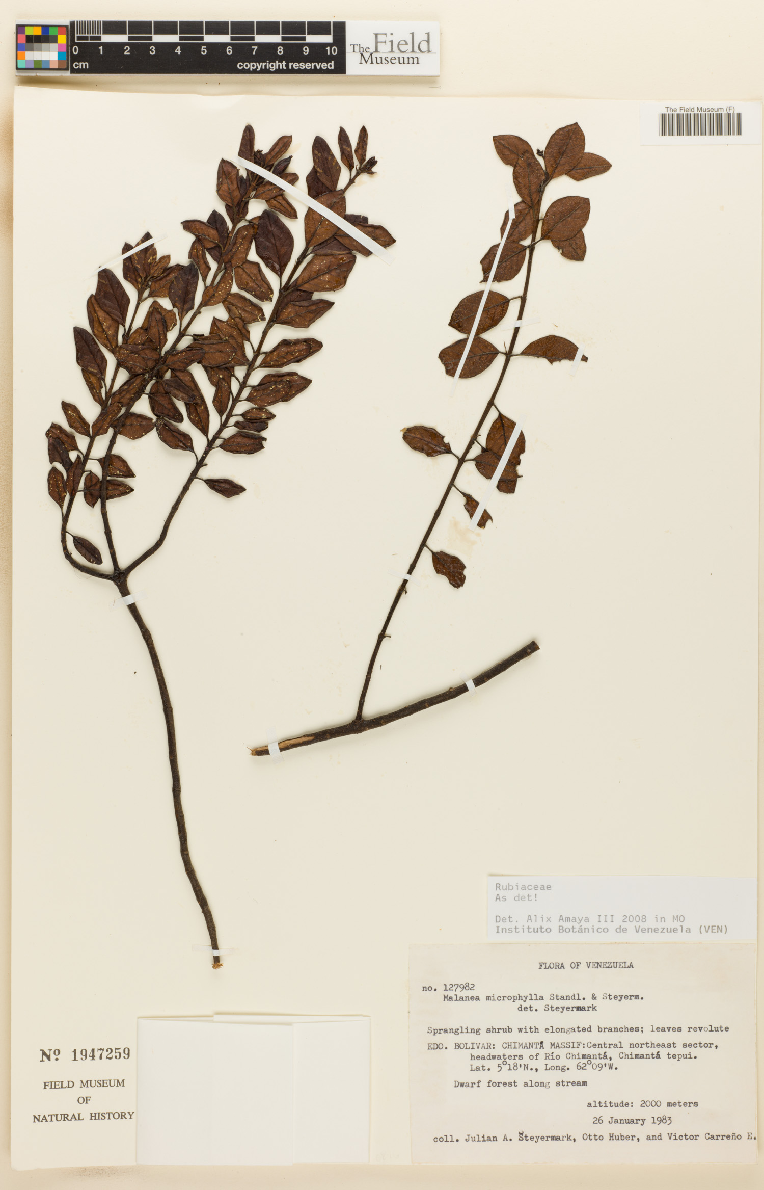 Malanea microphylla image
