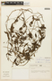 Manettia gracilis image