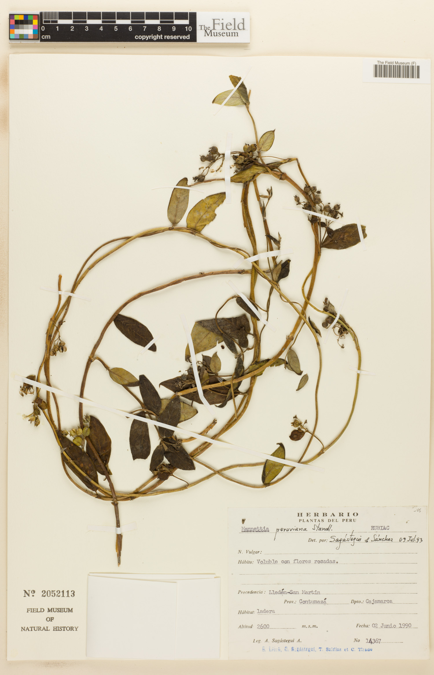 Manettia acutifolia image
