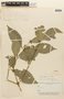 Psychotria huallagae image