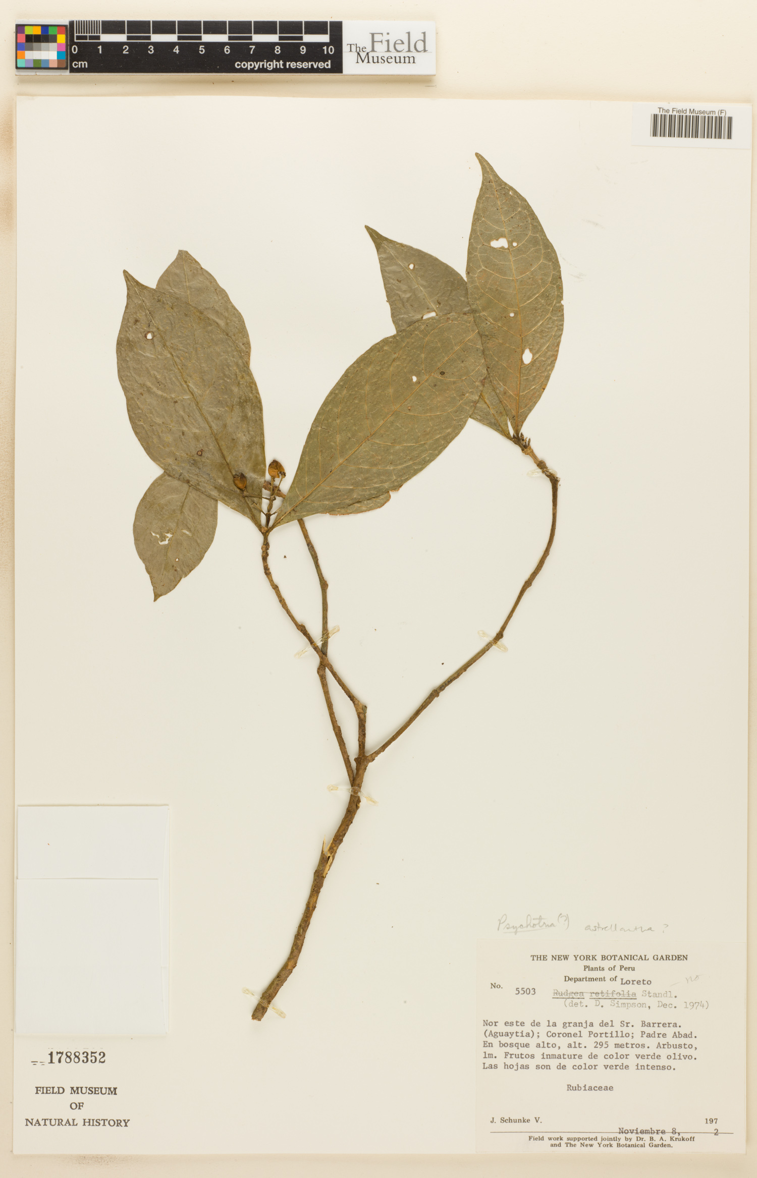 Psychotria astrellantha image