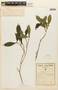 Eumachia cephalantha image