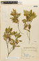 Eumachia cephalantha image