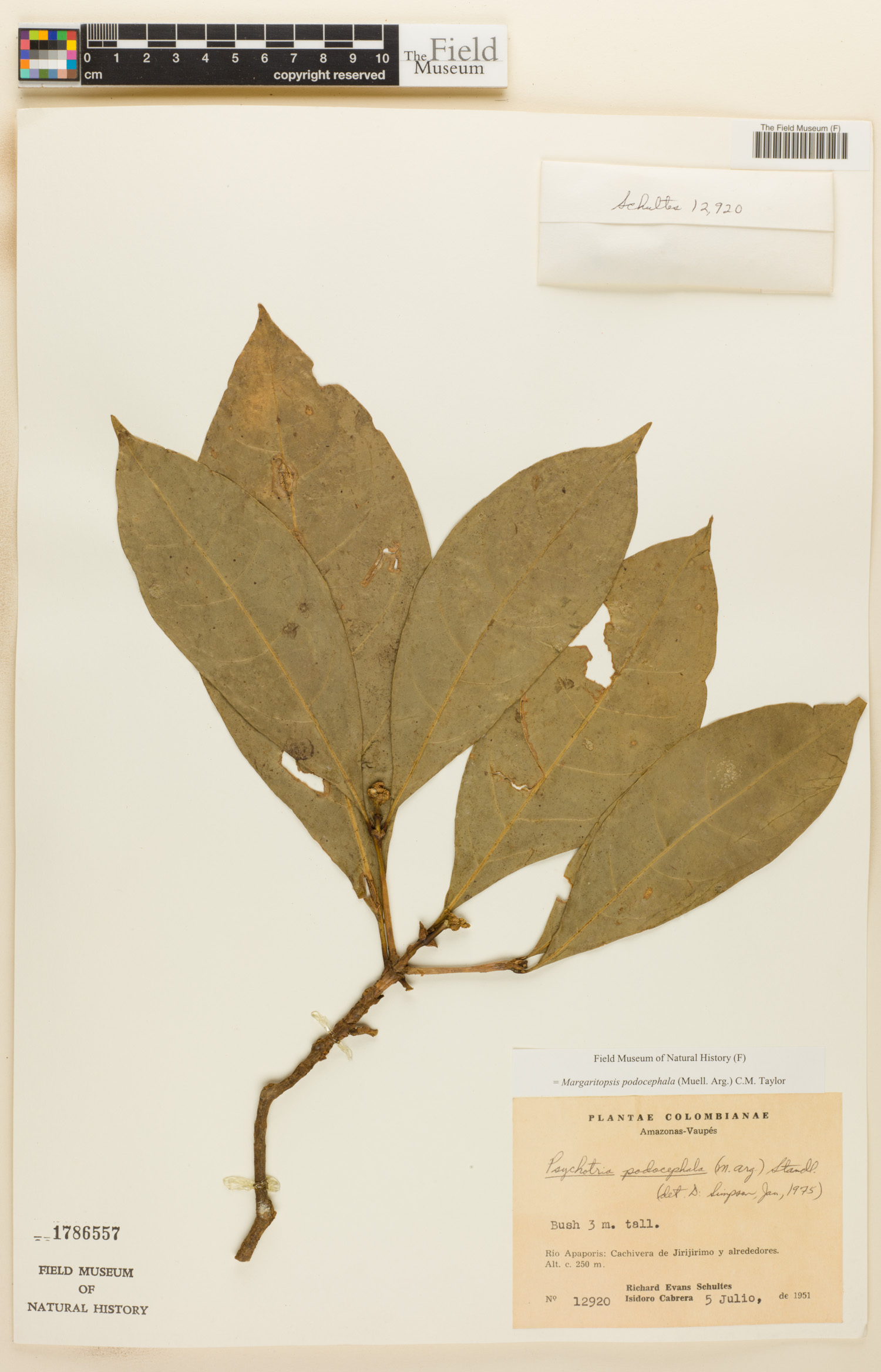 Eumachia podocephala image