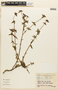 Mitracarpus salzmannianus image