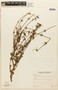 Mitracarpus frigidus image