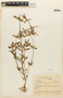 Mitracarpus hirtus image