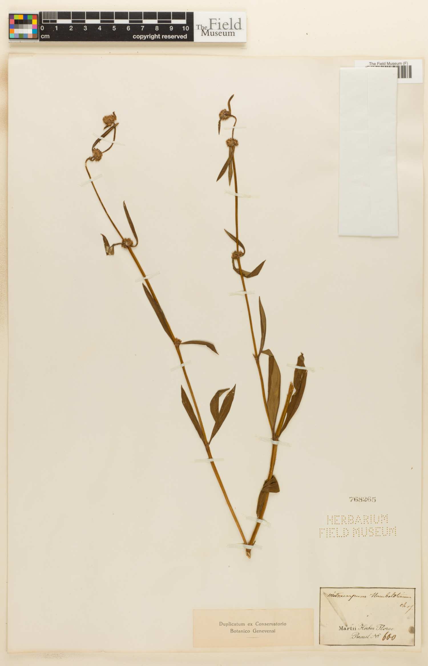 Mitracarpus frigidus image