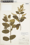Molopanthera paniculata image