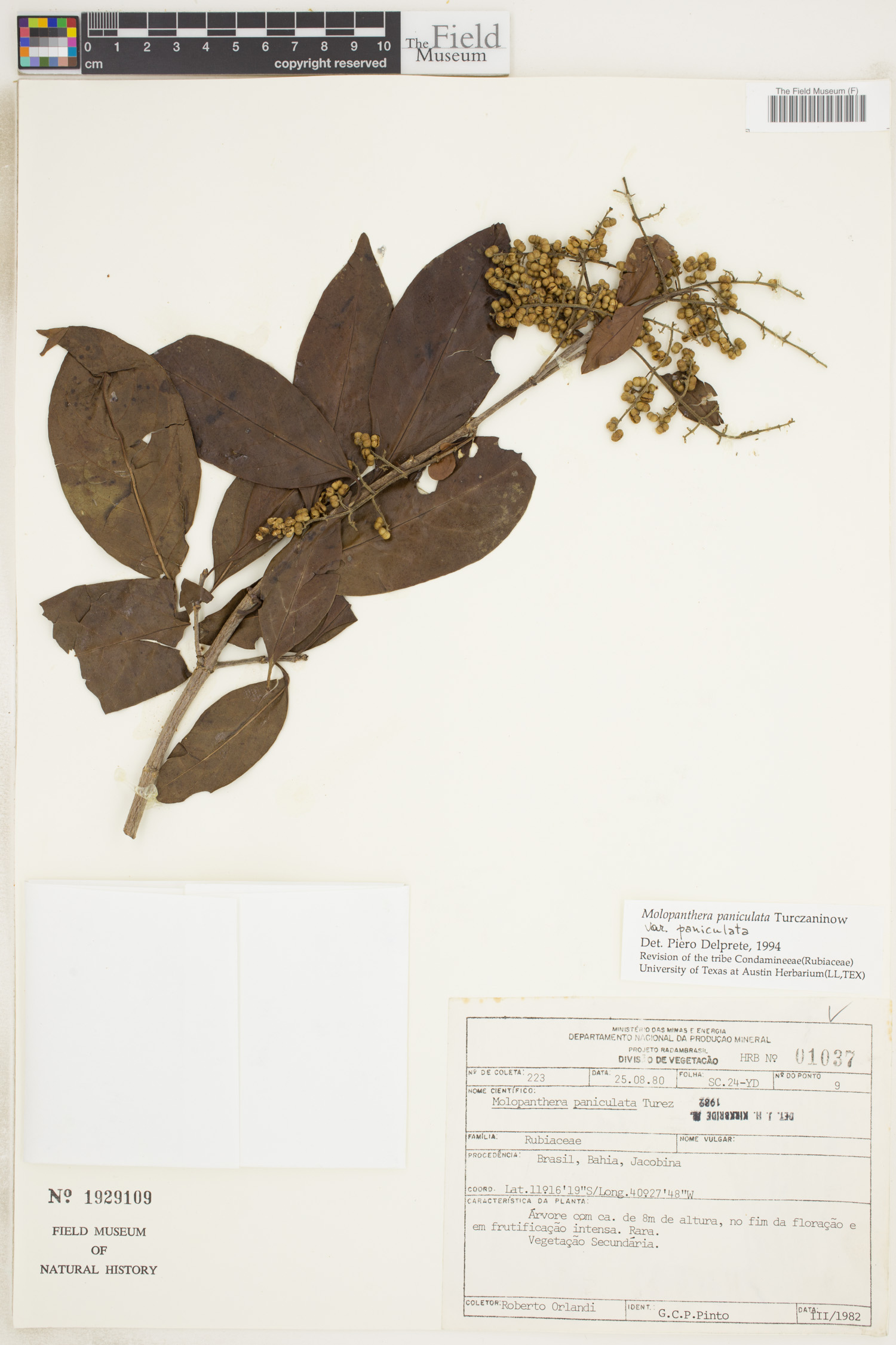 Molopanthera paniculata var. paniculata image