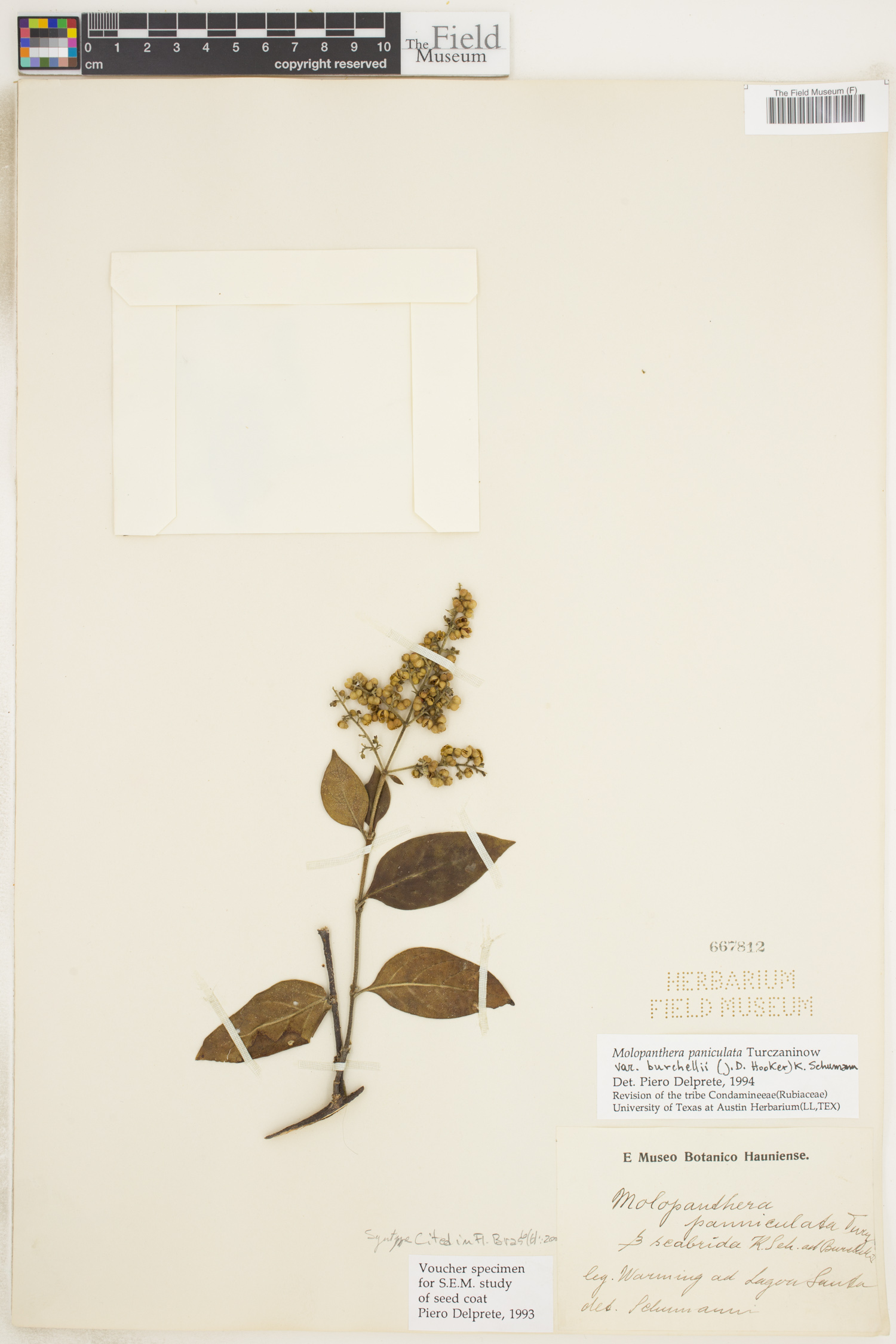 Molopanthera paniculata var. burchellii image