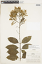 Molopanthera paniculata var. paniculata image