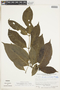 Appunia tenuiflora image