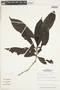 Appunia tenuiflora image