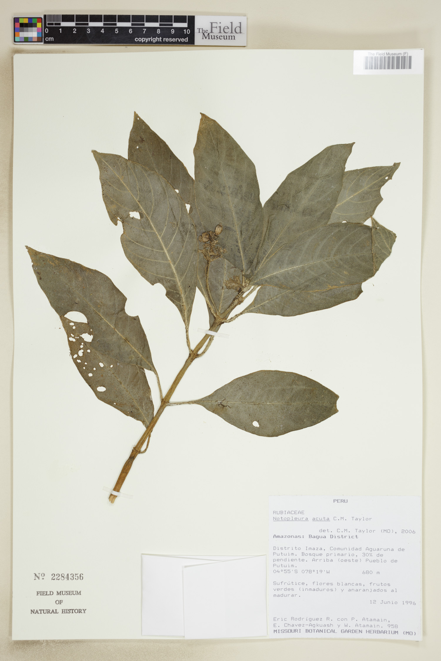 Notopleura acuta image