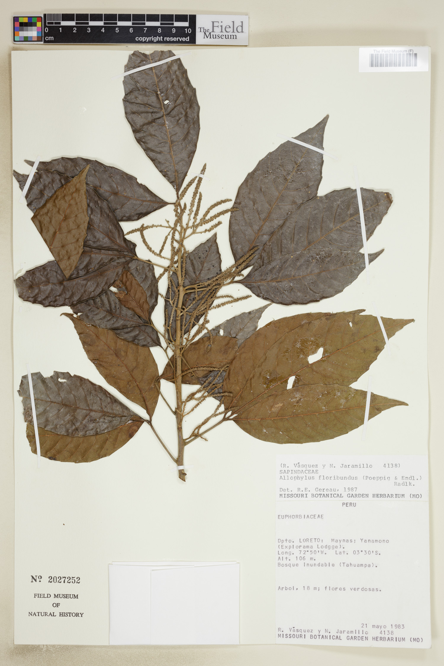Allophylus floribundus image
