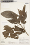 Allophylus floribundus image
