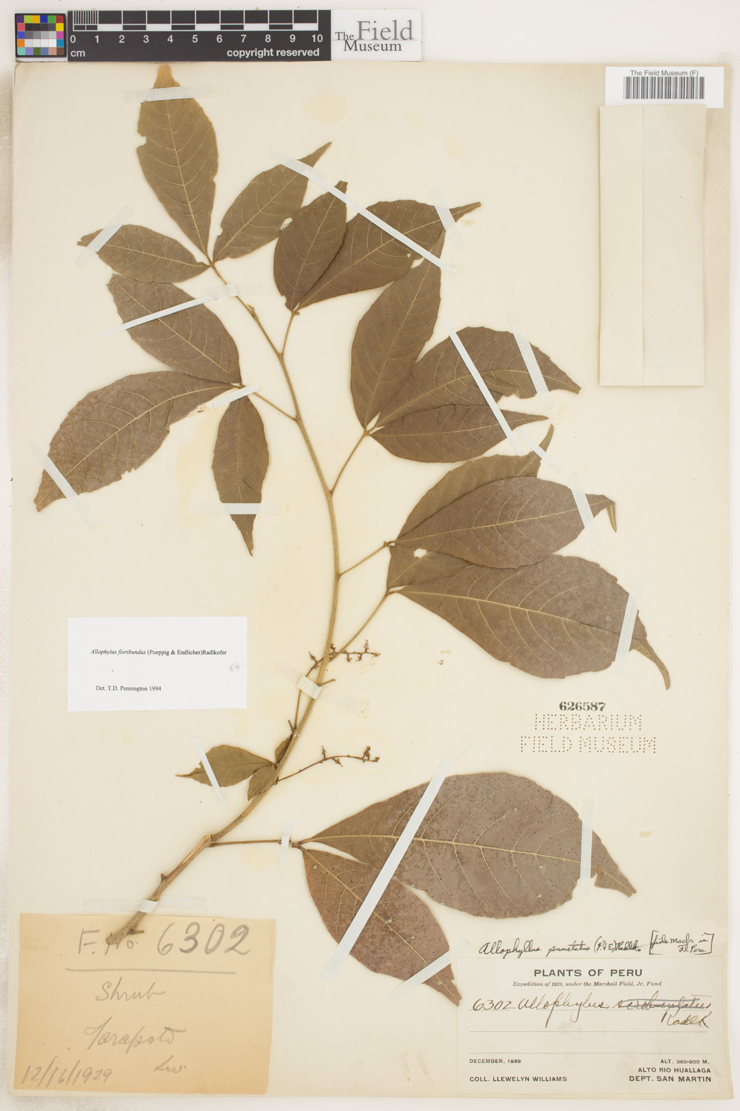 Allophylus floribundus image