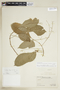 Allophylus floribundus image