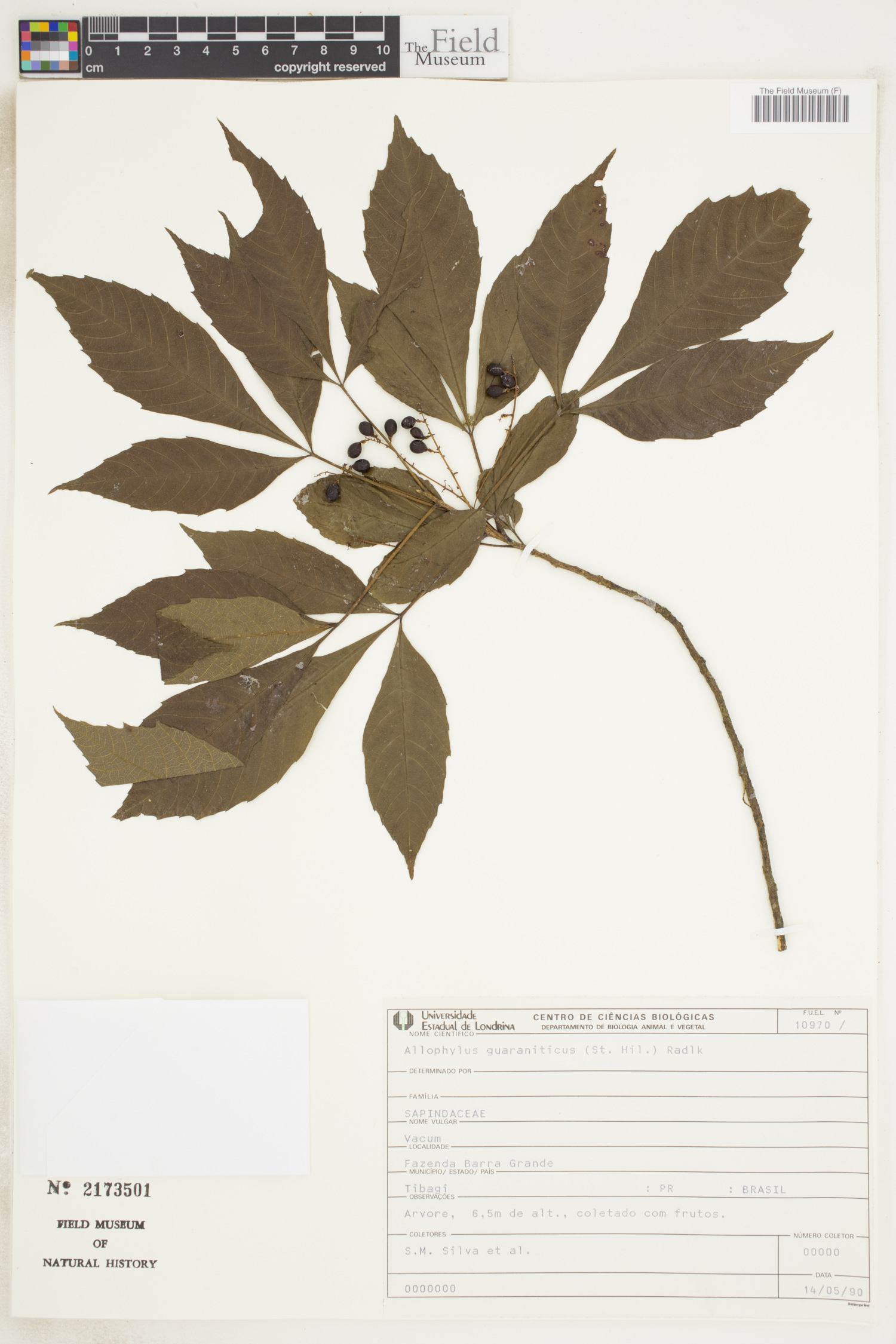 Allophylus guaraniticus image
