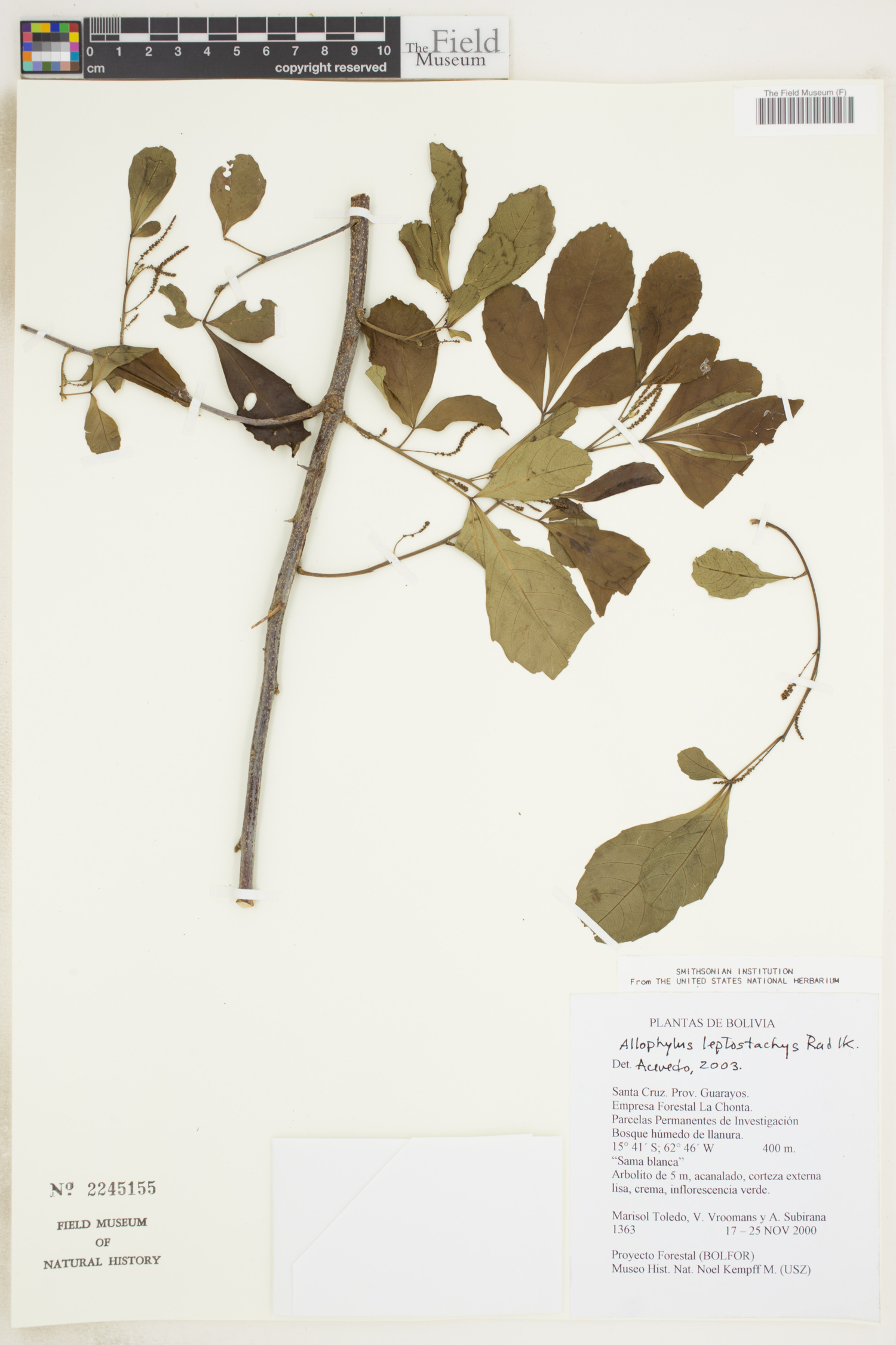 Allophylus leptostachys image