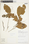 Allophylus loretensis image