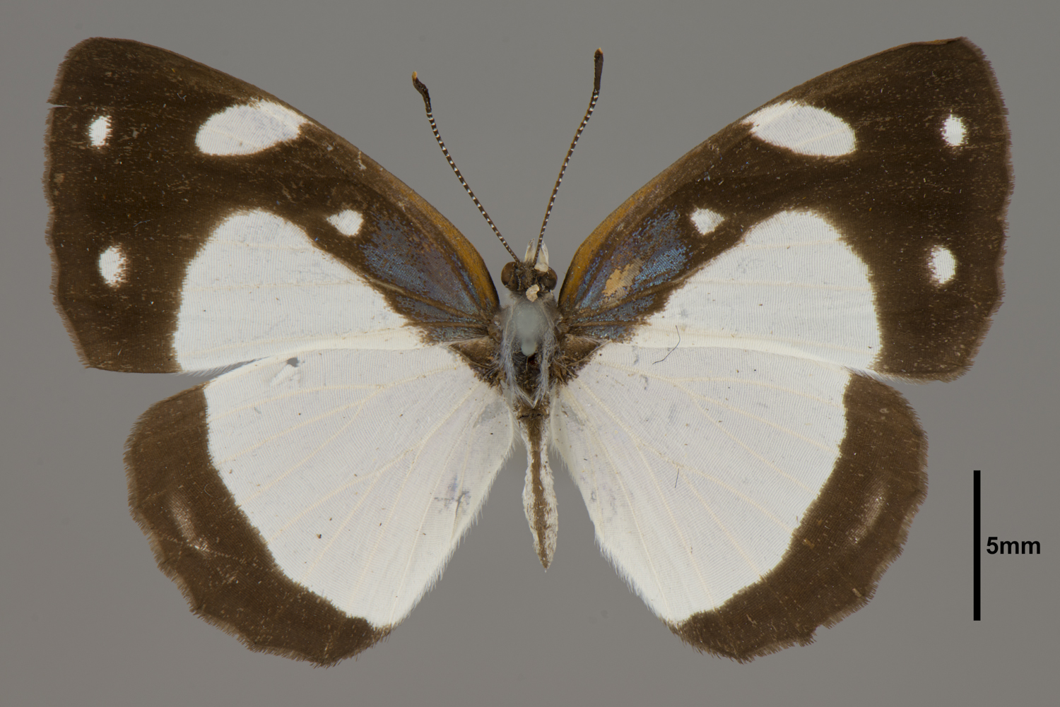 Dynamine coenus