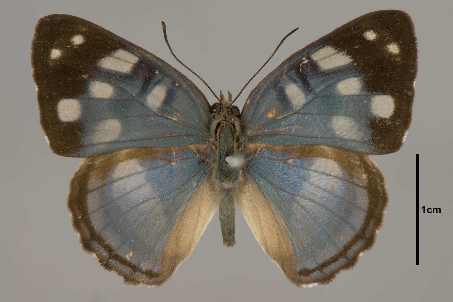 Dynamine racidula