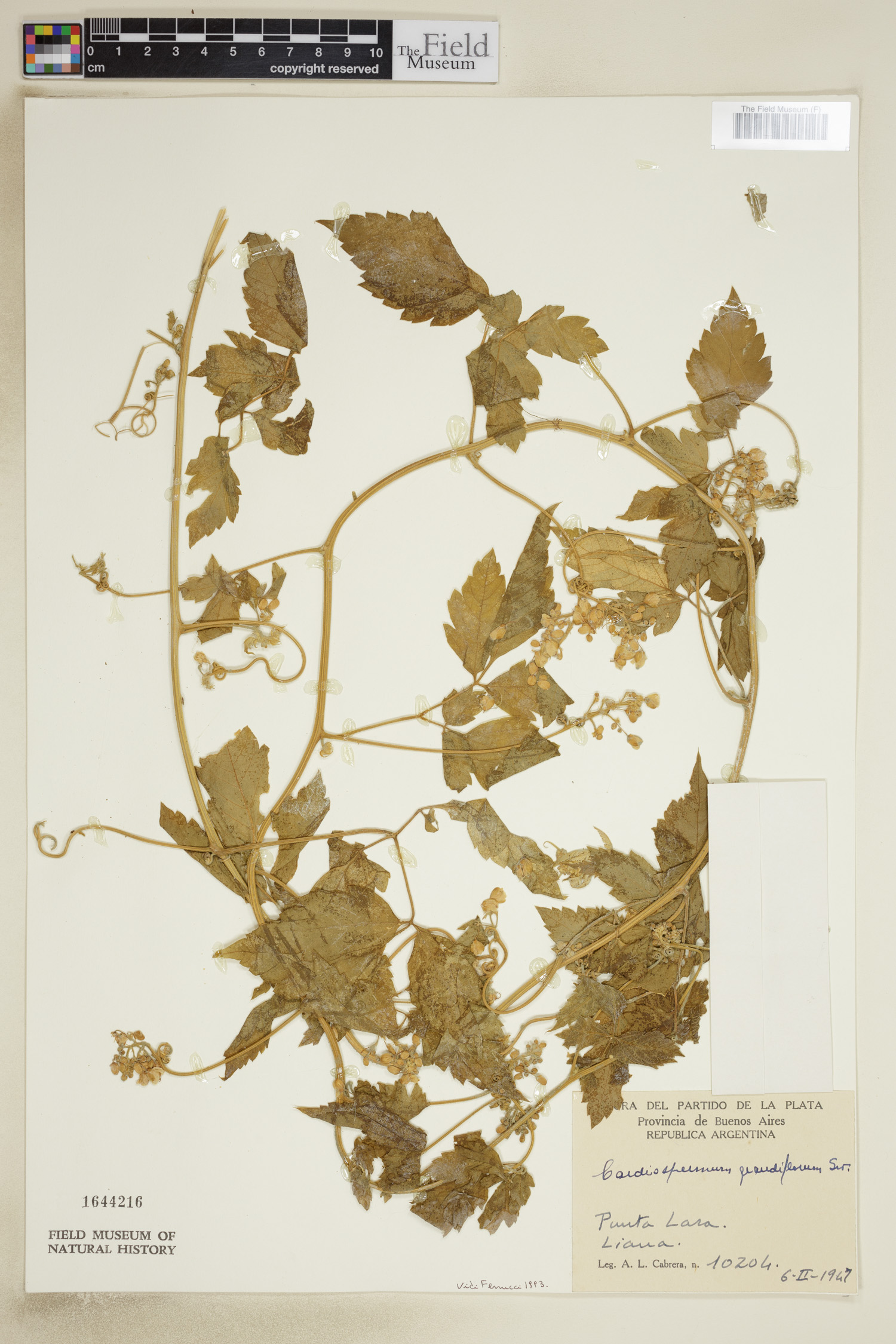 Cardiospermum grandiflorum image