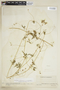 Cardiospermum halicacabum image