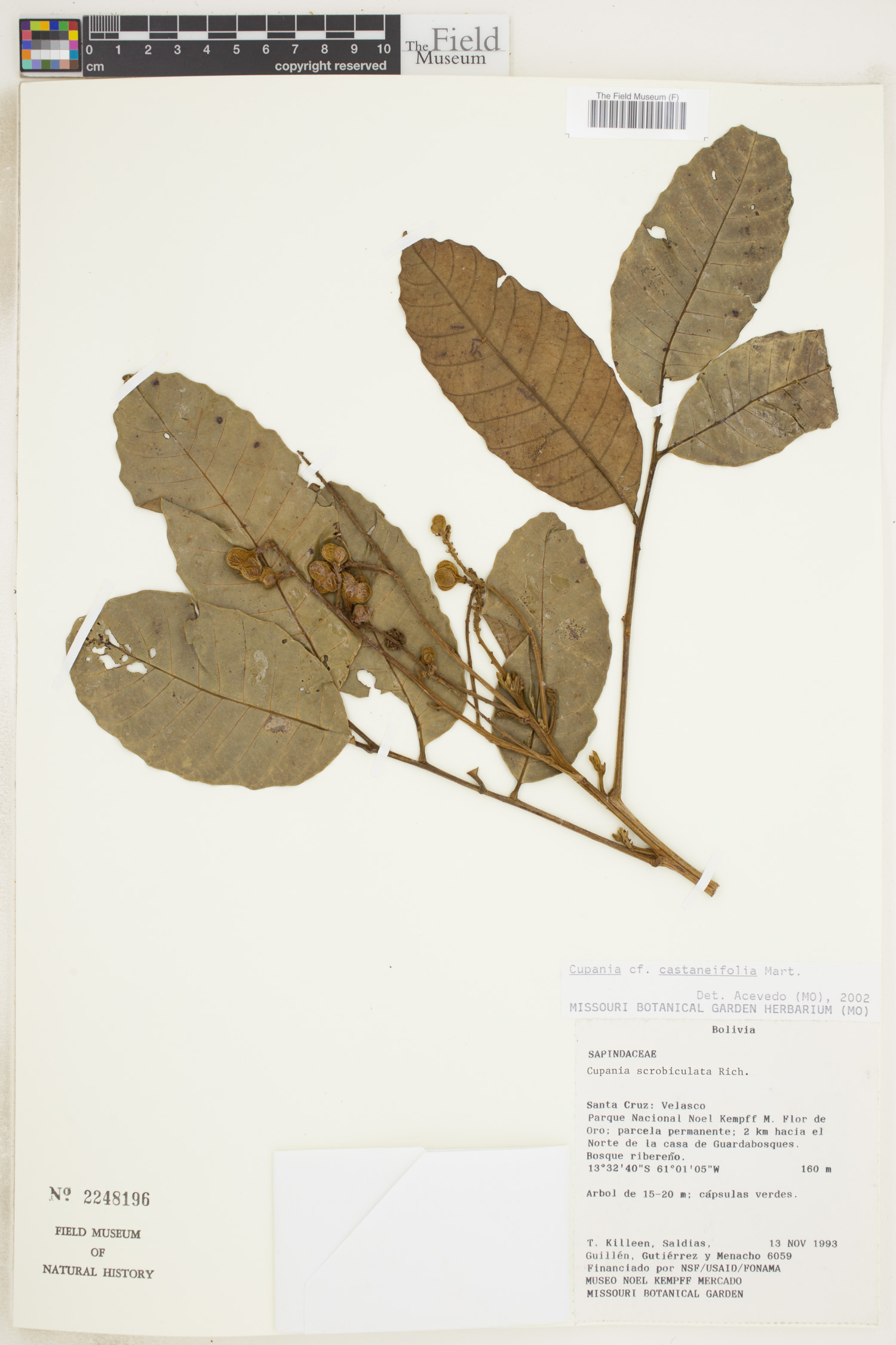 Cupania castaneifolia image