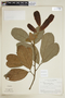 Cupania diphylla image