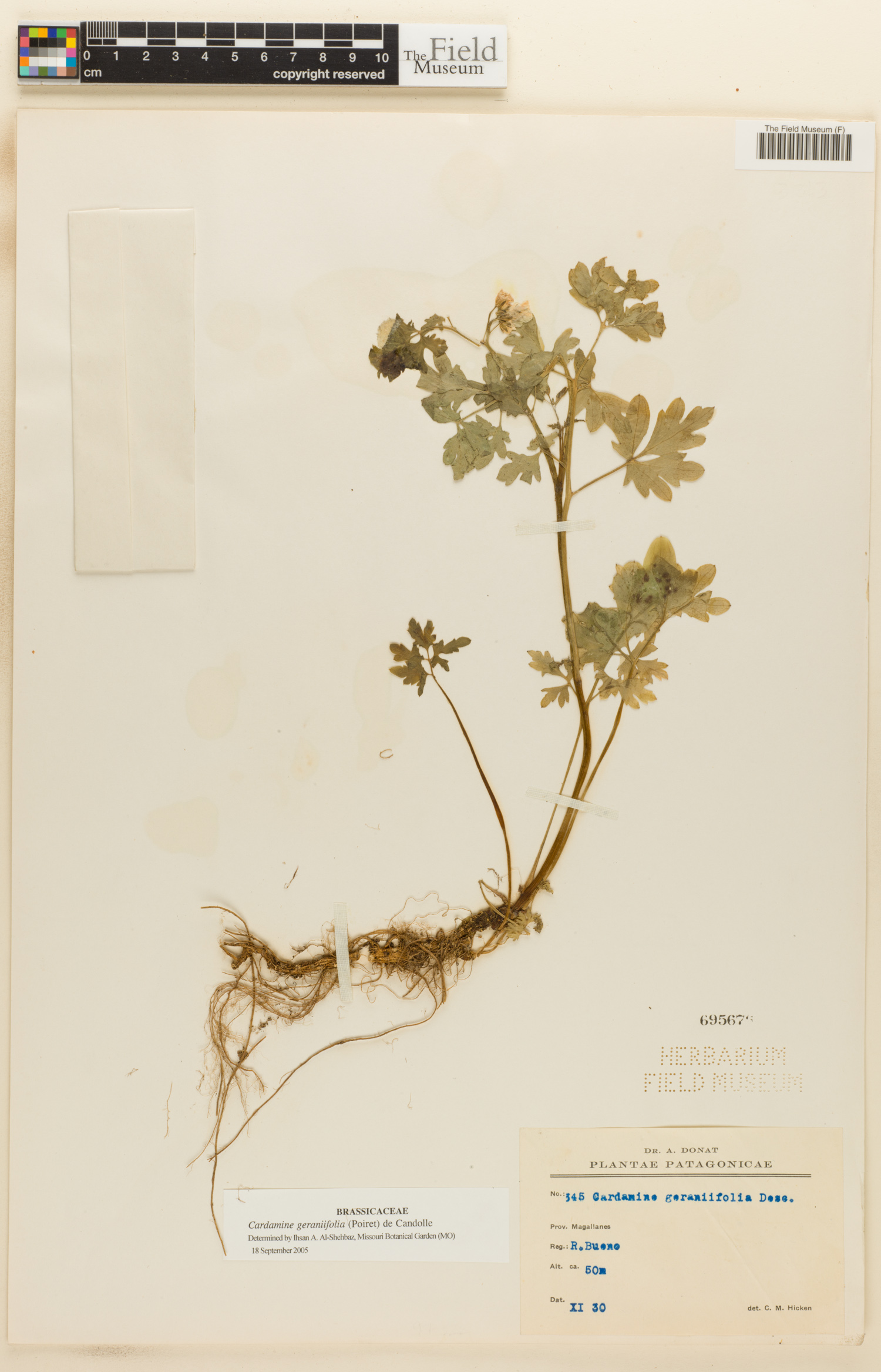 Cardamine geraniifolia image