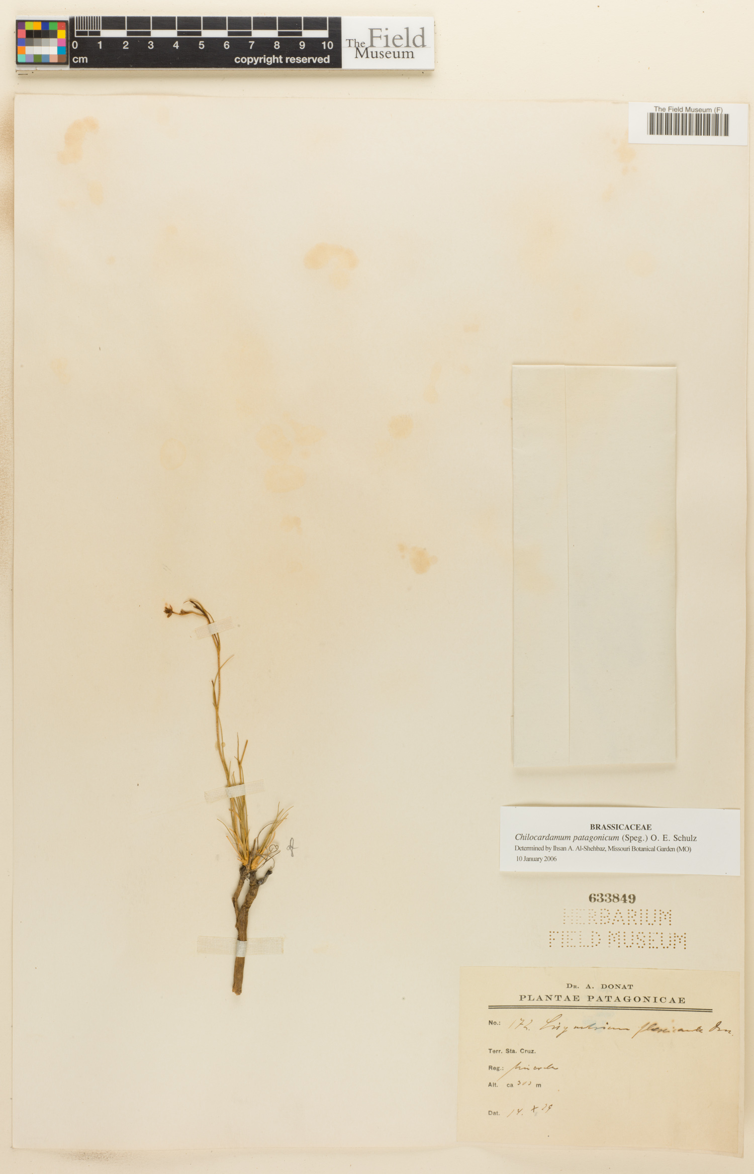 Chilocardamum patagonicum image