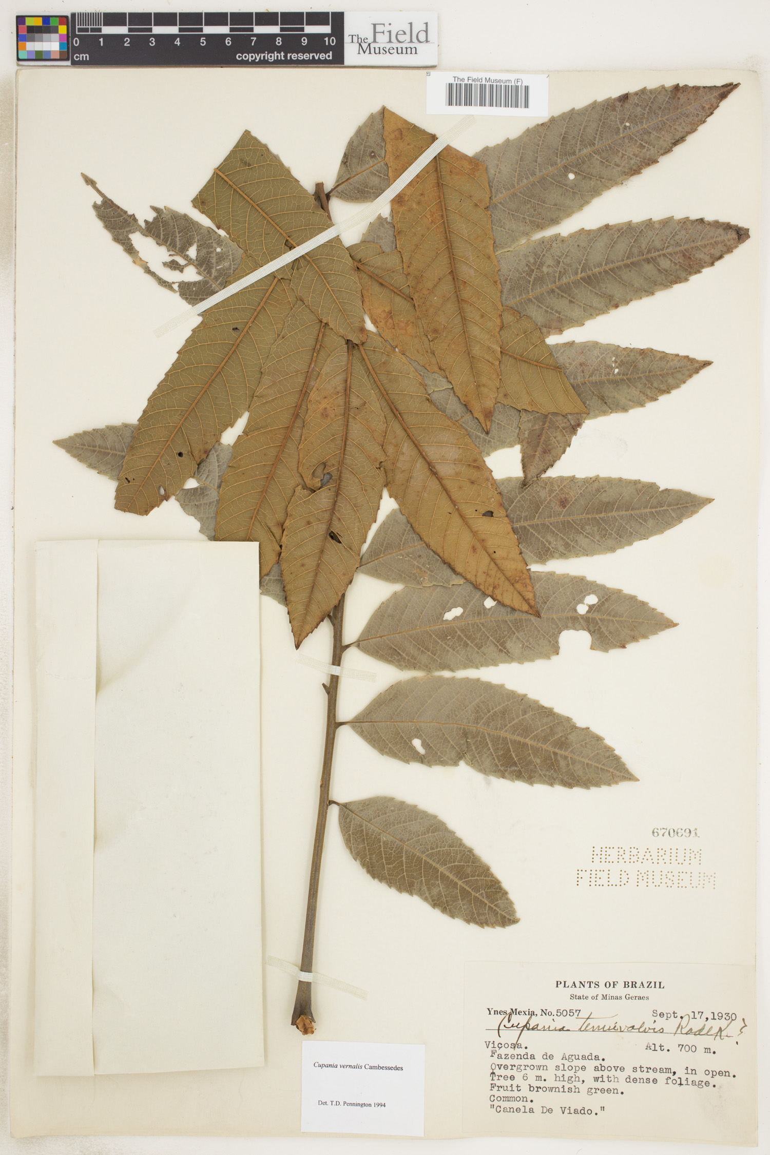 Cupania vernalis image