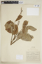 Cupania oblongifolia image