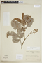 Cupania oblongifolia image
