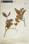 Cupania paniculata image