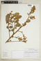 Cupania paniculata image