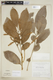 Cupania rubiginosa image