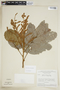 Cupania rubiginosa image