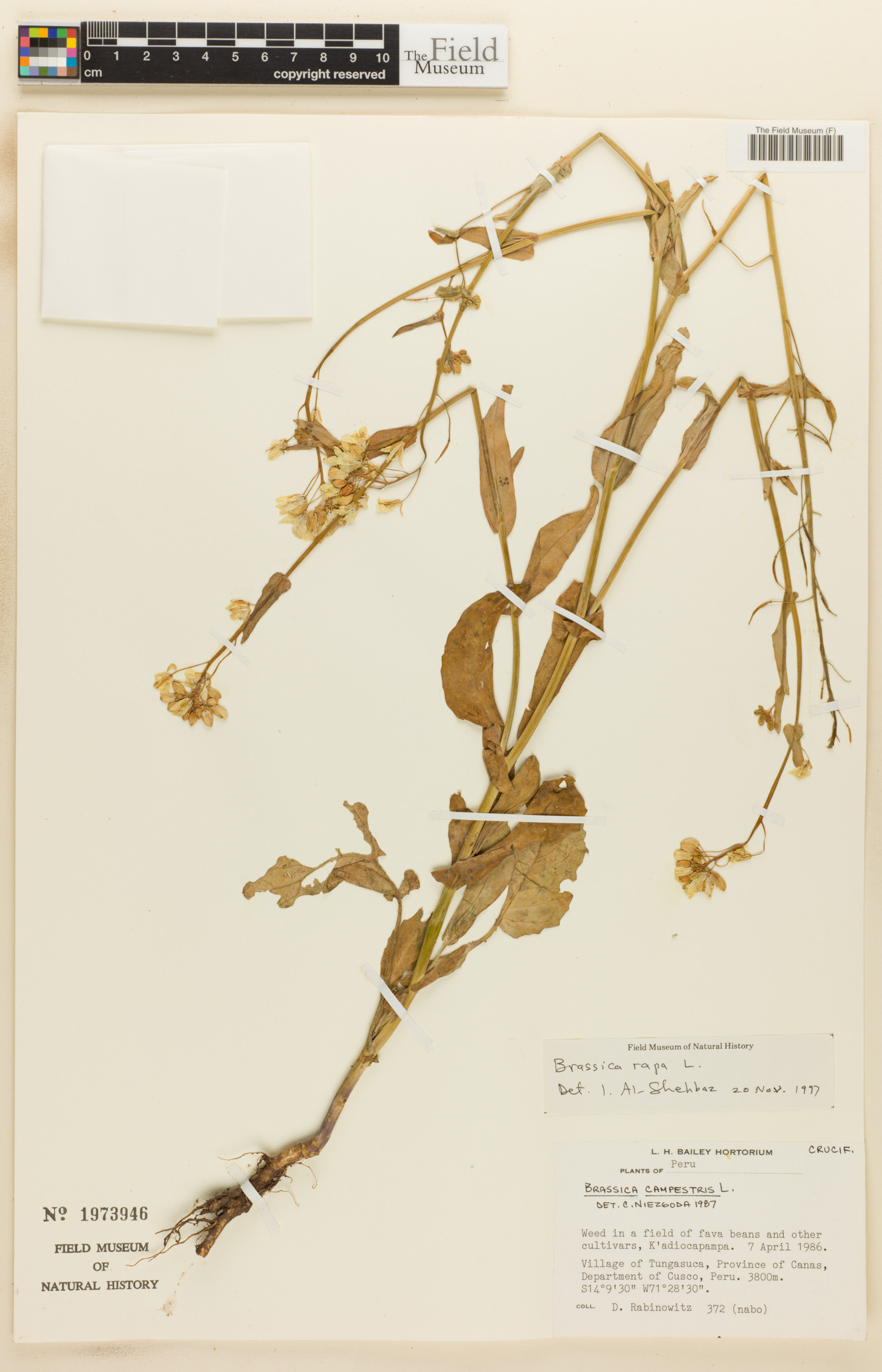 Brassica rapa image