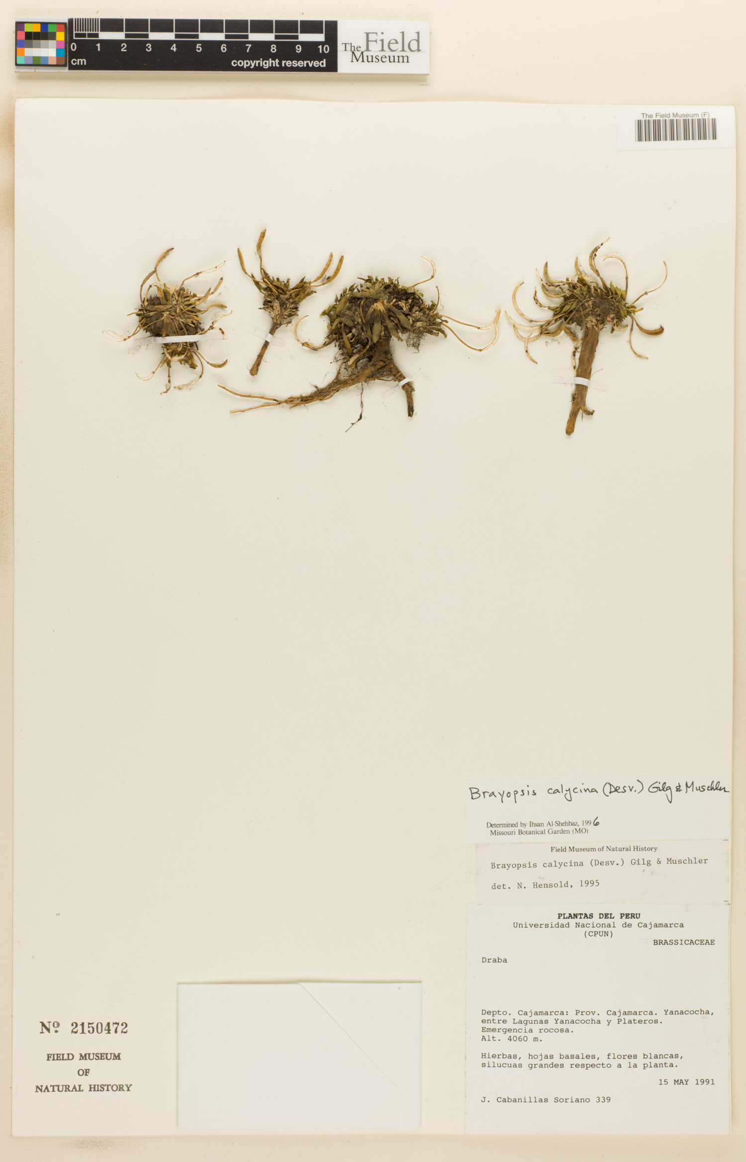 Brayopsis calycina image