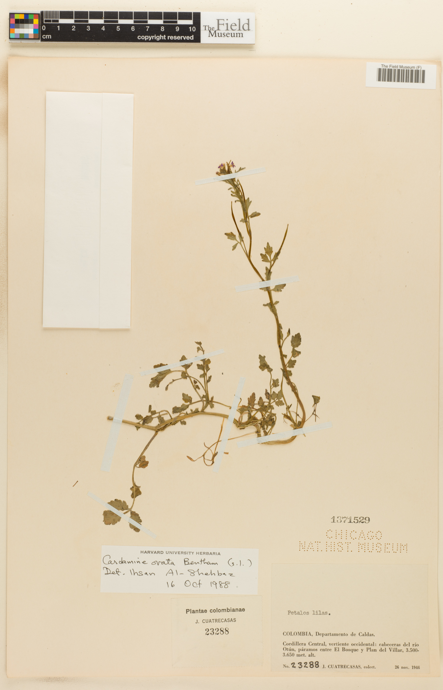 Cardamine ovata image