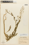 Descurainia erodiifolia image