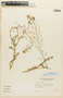 Descurainia erodiifolia image